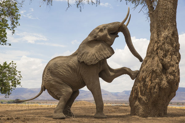 Bull elephant climbing up side of tree in Mana Pools Zimbabwe