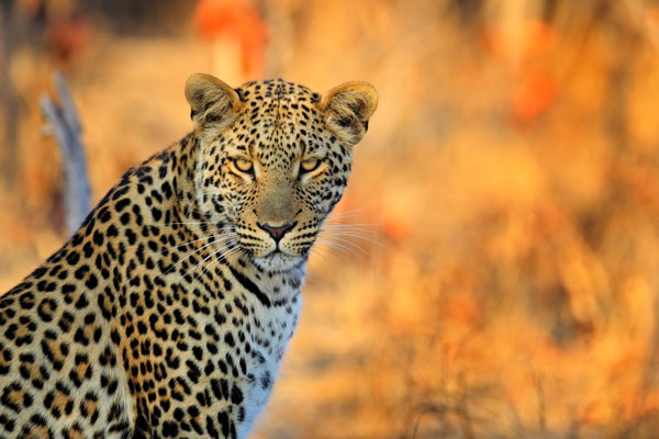 Leopard in Hwange National Park Zimbabwe