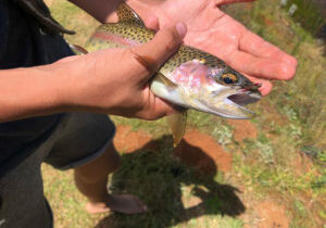 trout-caught-in-nyanga-zimbabwe